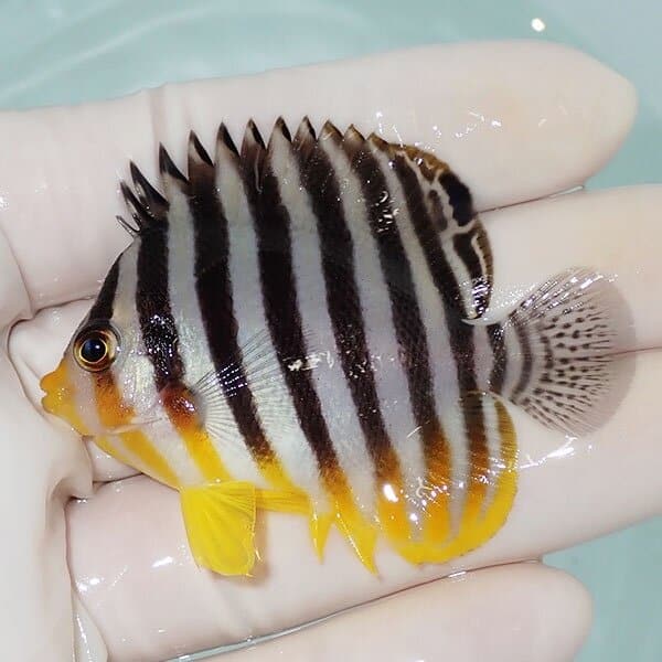 【現物9】シマヤッコ 6cm±