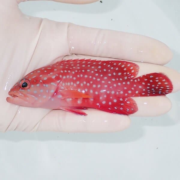 【現物1】ユカタハタ 10.5cm±