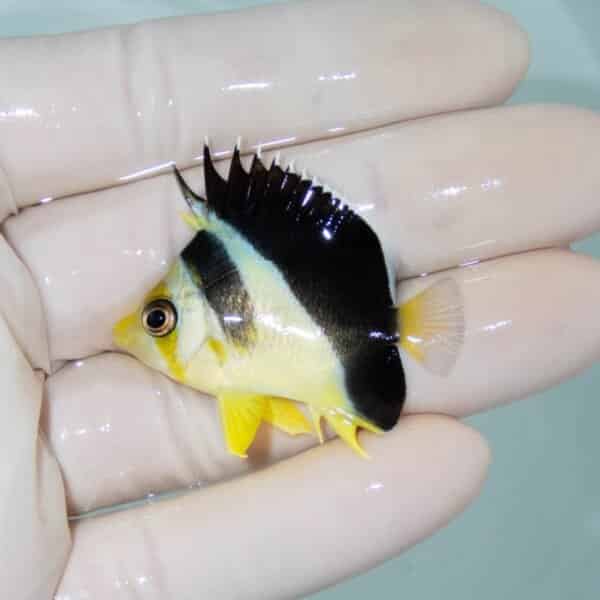 【現物2】バーゲスバタフライ 4.3cm±