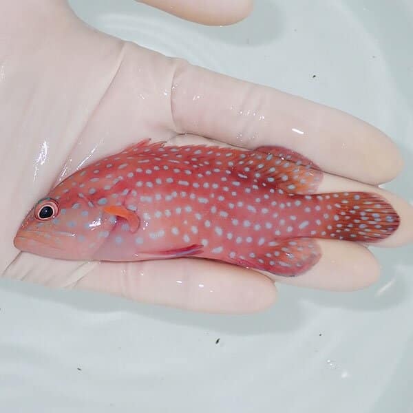 【現物2】ユカタハタ 11cm±