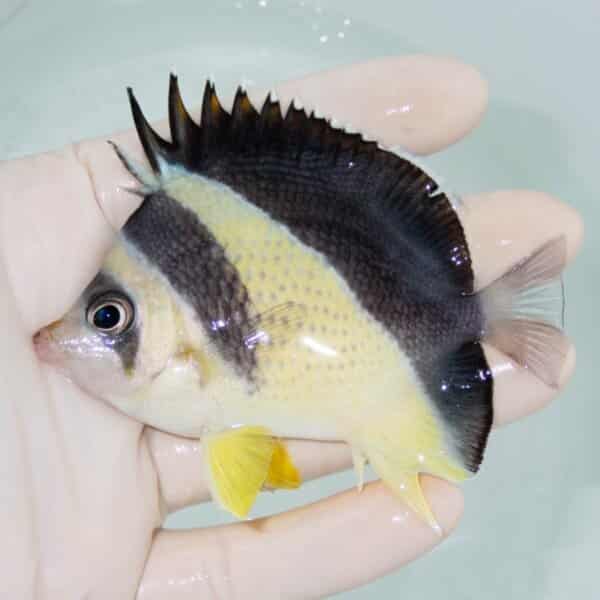 【現物4】バーゲスバタフライ 9cm±