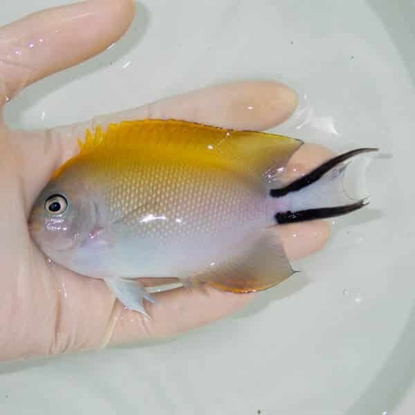 【現物】 ヤイトヤッコ   11.5cm±