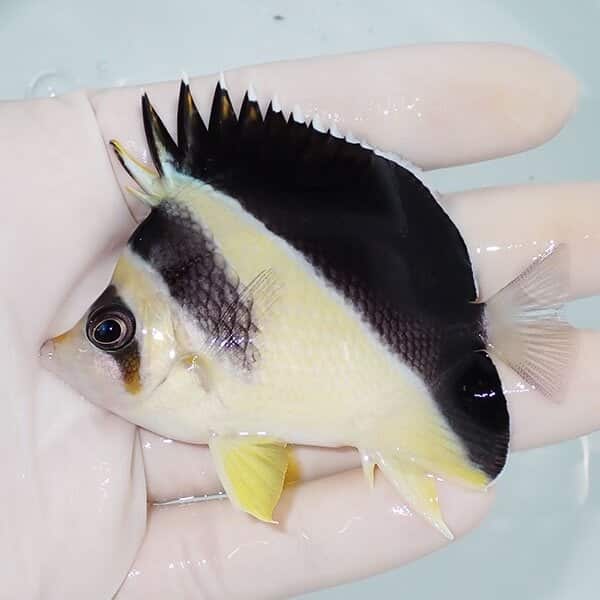 【現物1】バーゲスバタフライ 8cm±