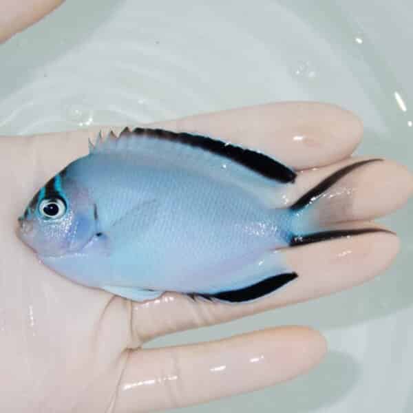 【現物】 ヒレナガヤッコ ♀ 9.5cm±