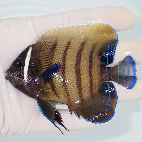 【現物1】ロクセンヤッコ 9cm±