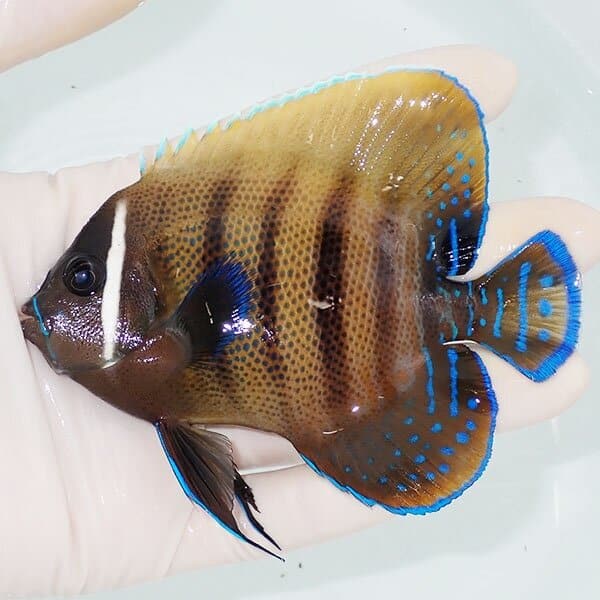 【現物3】ロクセンヤッコ 10.5cm±