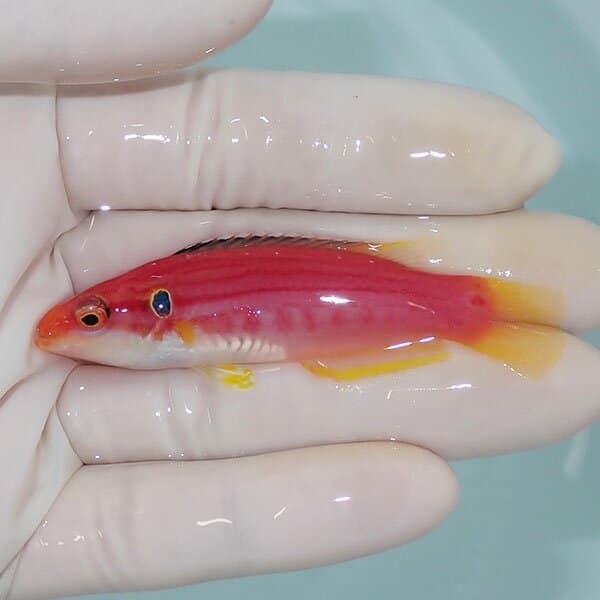 【現物1】フタホシキツネベラ 7cm