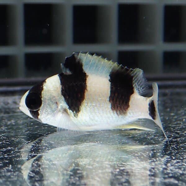 ★ミスジスズメダイ 3-4cm【1匹】