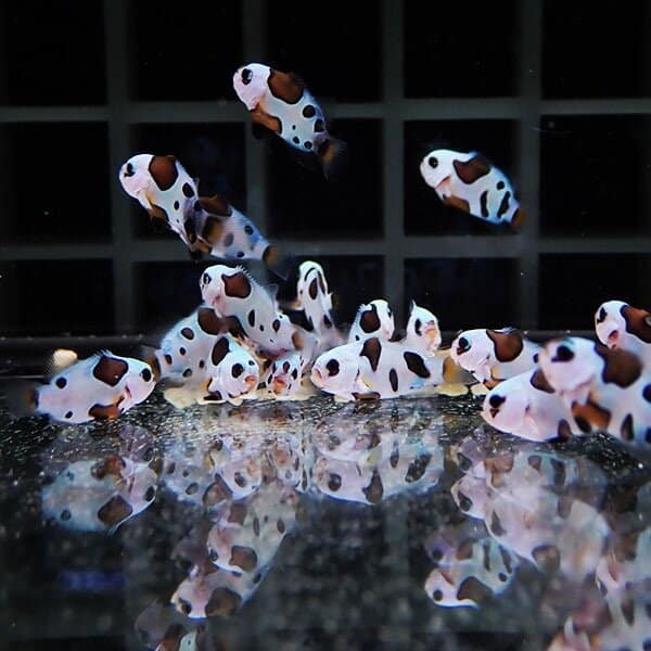 【1匹】ブリードブラックストーム【1匹】1-2cm± 色指定不可
