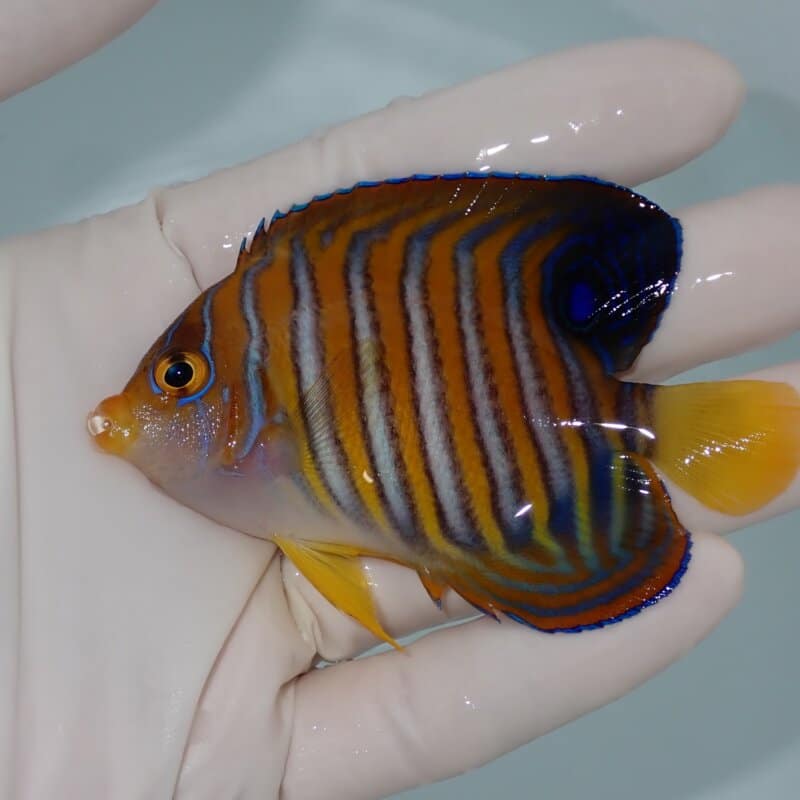 【現物002】ニシキヤッコ 8cm±!海水魚 ヤッコ15時までのご注文で当日発送(t111(t207