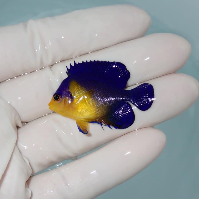 【現物003】スミレヤッコ 4cm±! 海水魚 ヤッコ 15時までのご注文で当日発送(t111
