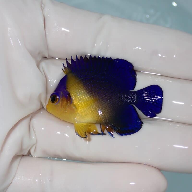 【現物004】スミレヤッコ 4.2cm±! 海水魚 ヤッコ 15時までのご注文で当日発送(t111