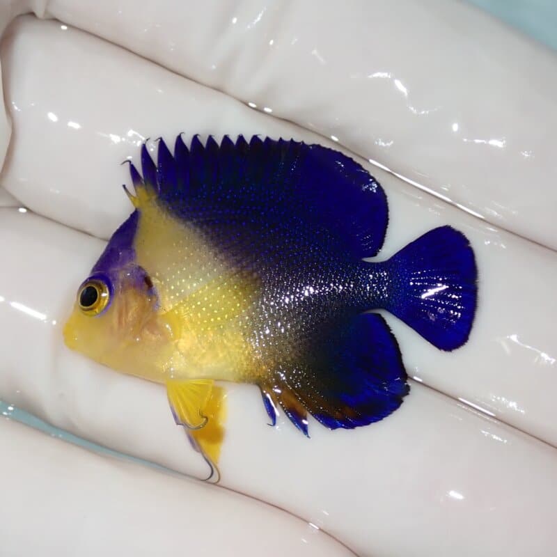 【現物005】スミレヤッコ 4cm±! 海水魚 ヤッコ 15時までのご注文で当日発送(t111