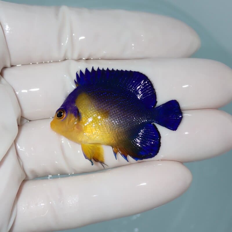 【現物006】スミレヤッコ 4.3cm±! 海水魚 ヤッコ 15時までのご注文で当日発送(t111