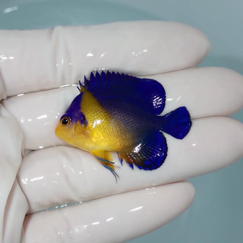 【現物007】スミレヤッコ4cm±! 海水魚 ヤッコ 15時までのご注文で当日発送(t111