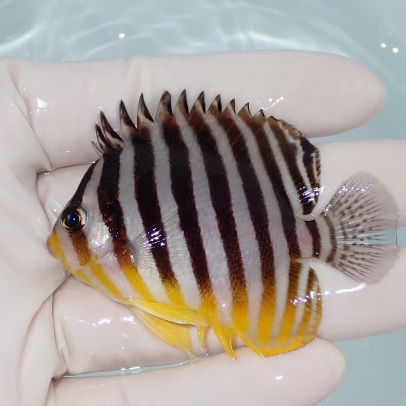 【現物008】シマヤッコ 6.5cm±! 海水魚 生体 15時までのご注文で当日発送(t111(t207