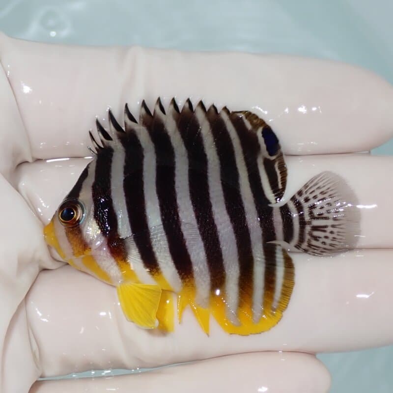 【現物010】シマヤッコ 5.5cm±! 海水魚 生体 15時までのご注文で当日発送(t111(t207
