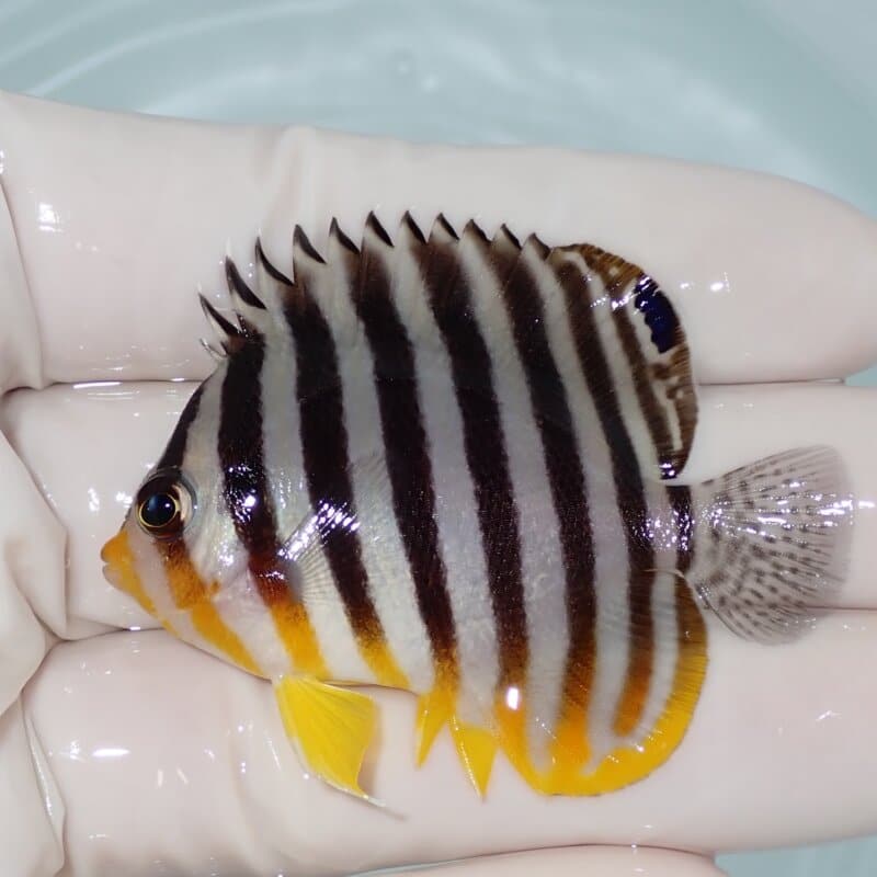 【現物011】シマヤッコ 5.5cm±! 海水魚 生体 15時までのご注文で当日発送(t111(t207