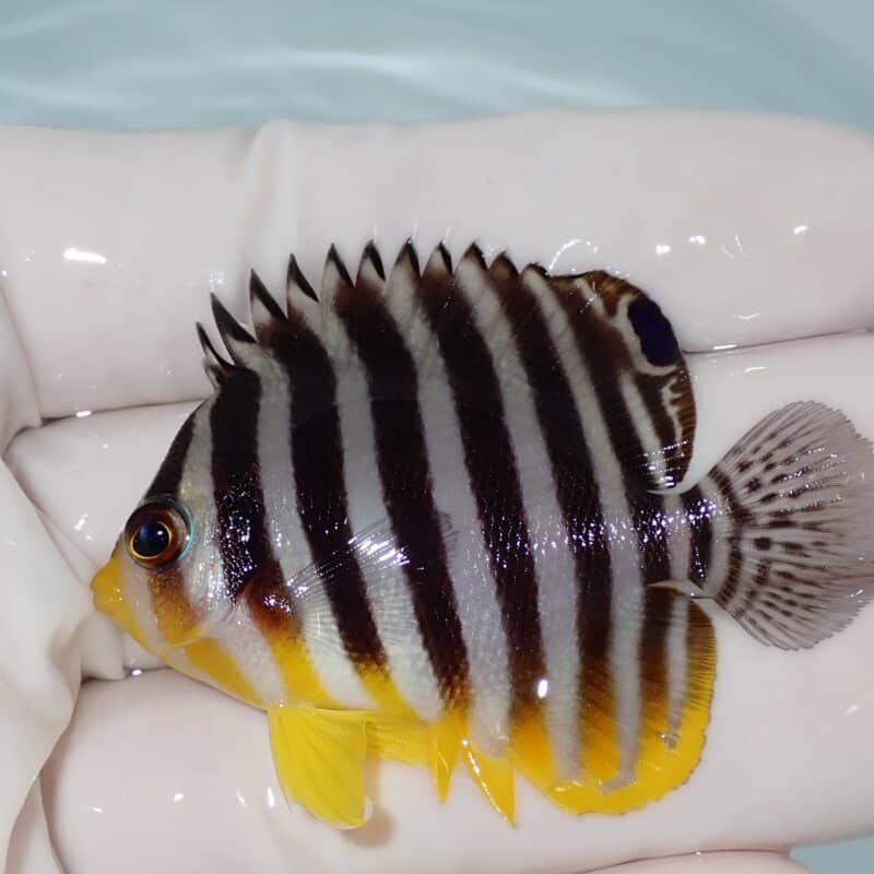 【現物012】シマヤッコ 5.3cm±! 海水魚 生体 15時までのご注文で当日発送(t111(t207
