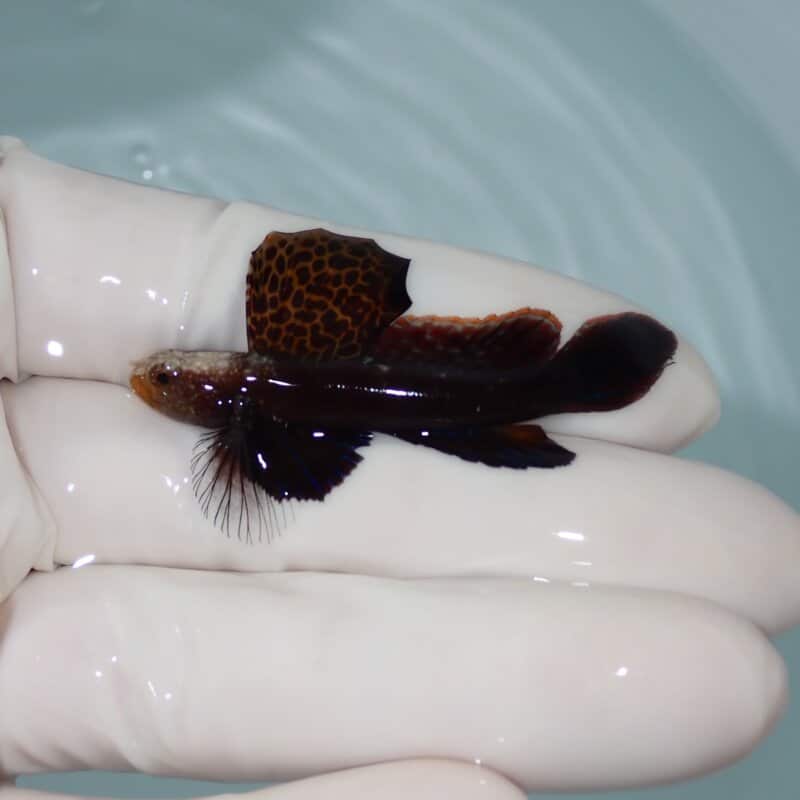 【現物014】ホタテツノハゼ 5cm±!海水魚 ハゼ 15時までのご注文で当日発送