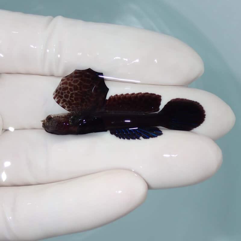 【現物015】ホタテツノハゼ 5cm±  !海水魚 ハゼ 15時までのご注文で当日発送