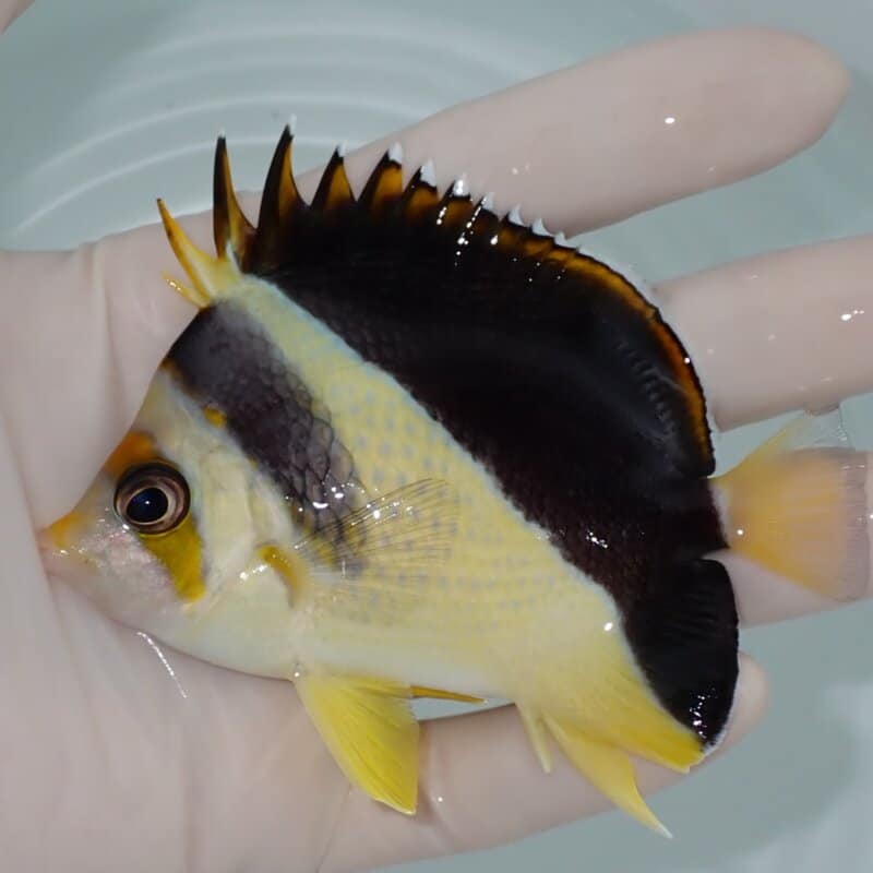 【現物016】イエローバーゲスバタフライ 9.5cm±! 海水魚 チョウチョウウオ 15時までのご注文で当日発送