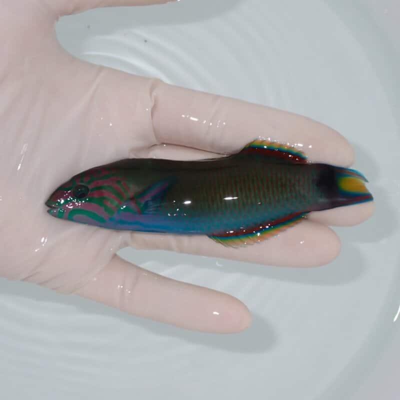 【現物】オトメベラ 11cm!  海水魚 ベラ !15時までのご注文で当日発送