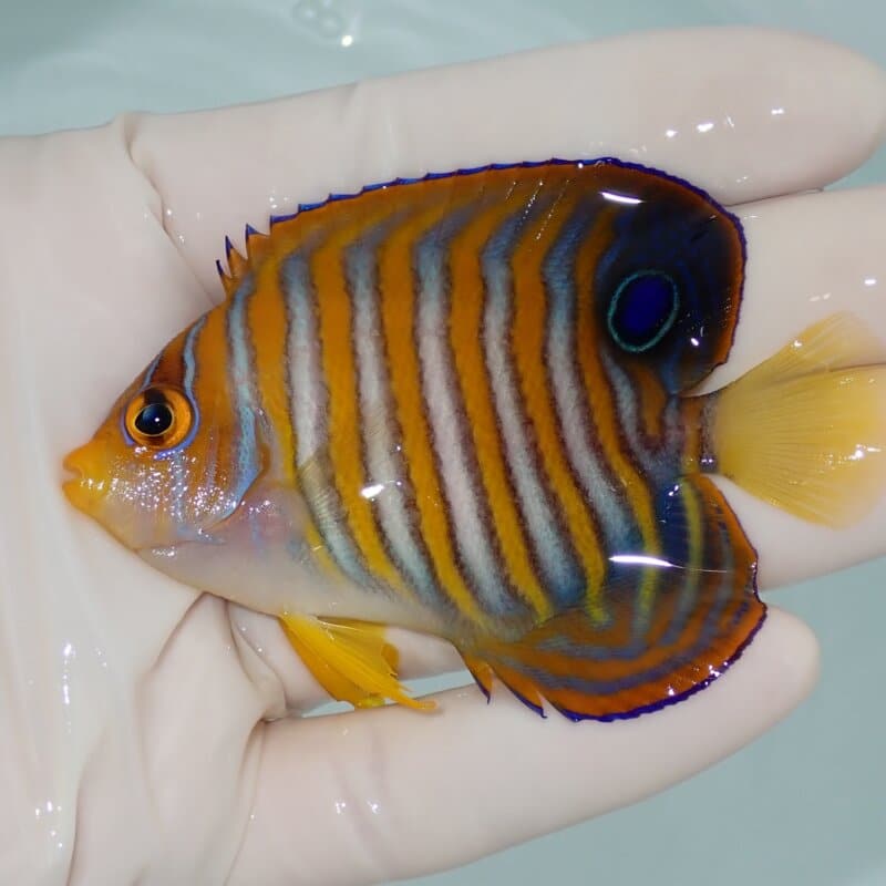 【現物018】ニシキヤッコ 7.5cm±!海水魚 ヤッコ15時までのご注文で当日発送(t111(t207