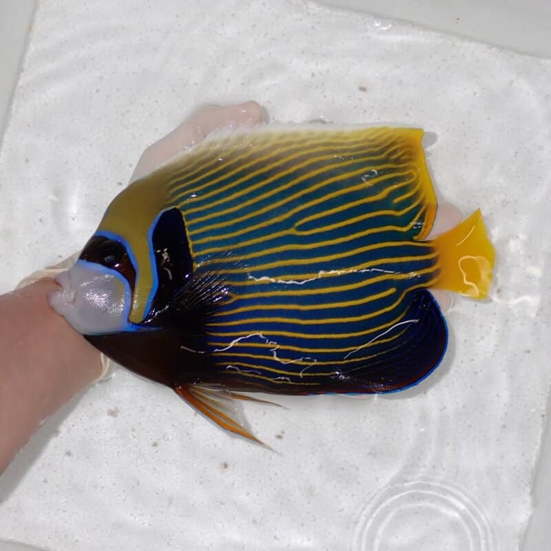 【現物019】タテジマキンチャクダイ 23cm±!海水魚 ヤッコ  15時までのご注文で当日発送