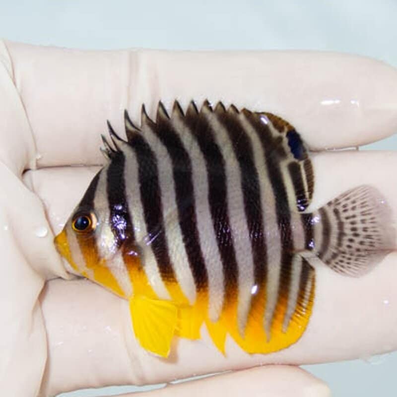 【現物021】シマヤッコ 5.5cm±! 海水魚 生体 15時までのご注文で当日発送(t111(t207