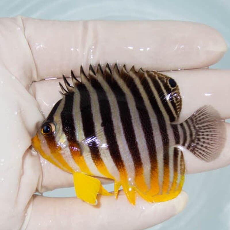 【現物022】シマヤッコ 6.5cm±! 海水魚 生体 15時までのご注文で当日発送(t111(t207