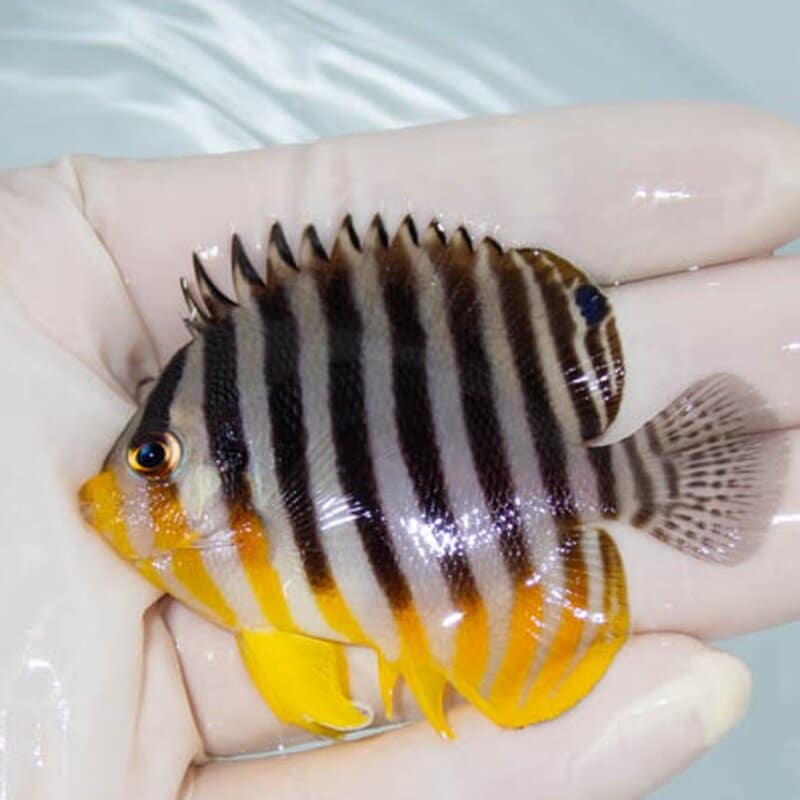 【現物024】シマヤッコ 6.5cm±! 海水魚 生体 15時までのご注文で当日発送(t111(t207