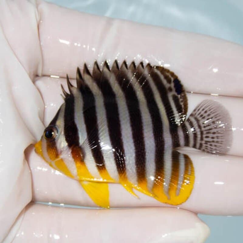 【現物025】シマヤッコ 5.5cm±! 海水魚 生体 15時までのご注文で当日発送(t111(t207