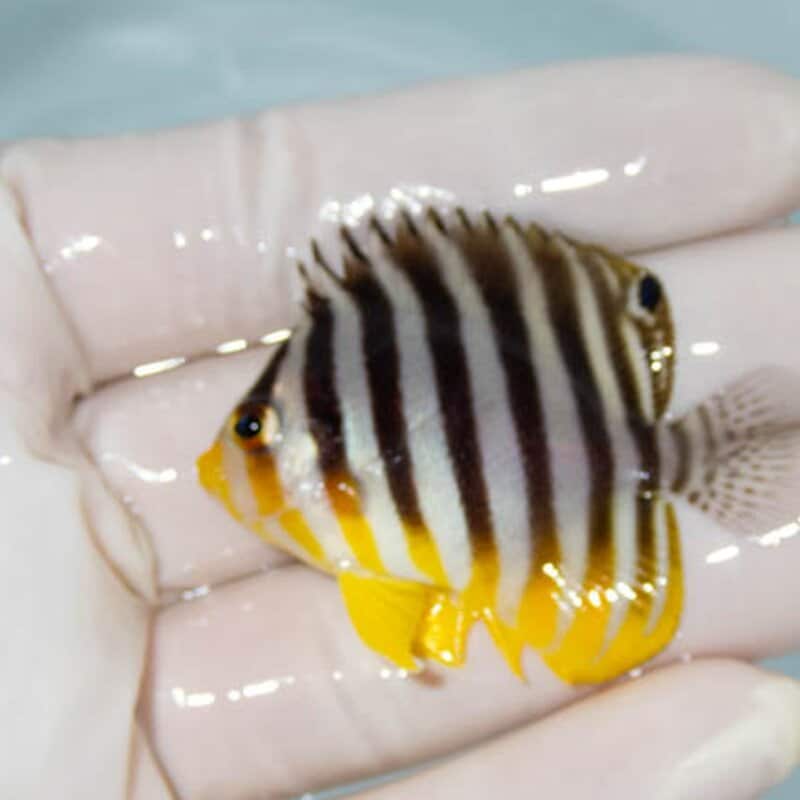 【現物026】シマヤッコ 5cm±! 海水魚 生体 15時までのご注文で当日発送(t111(t207