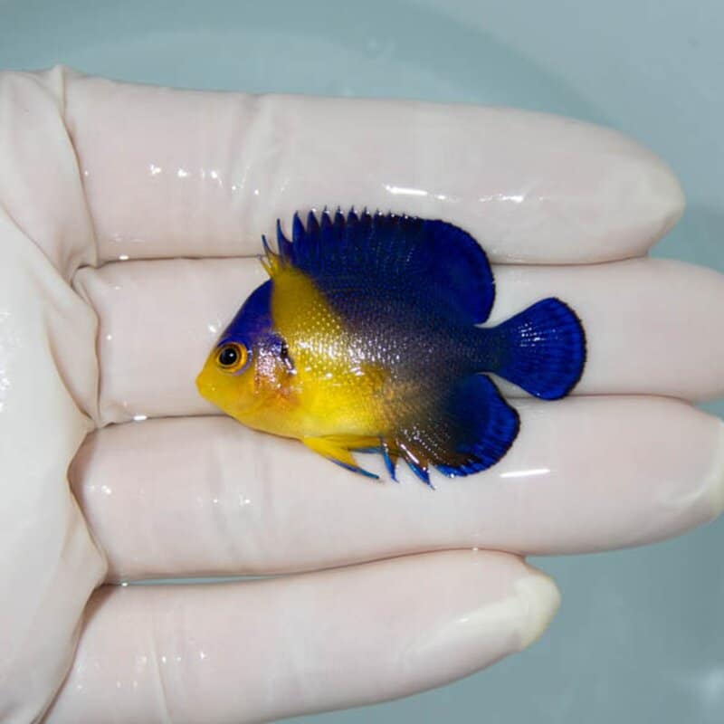 【現物027】スミレヤッコ 4.5cm±! 海水魚 ヤッコ 15時までのご注文で当日発送(t111