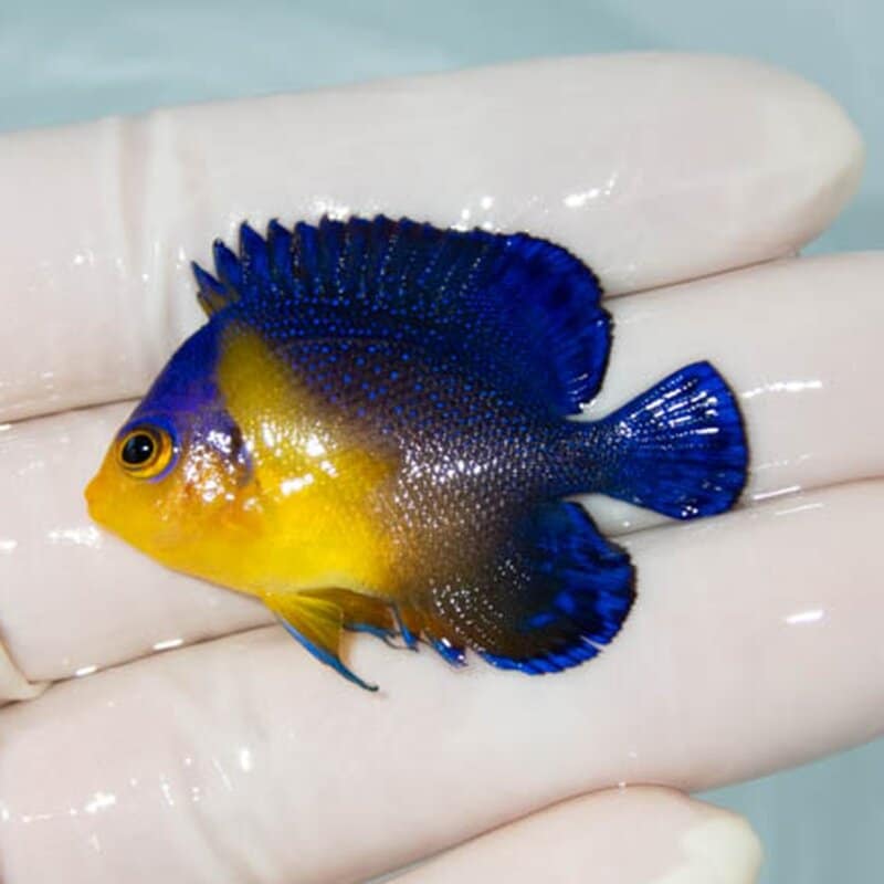 【現物028】スミレヤッコ 4.5cm±! 海水魚 ヤッコ 15時までのご注文で当日発送(t111