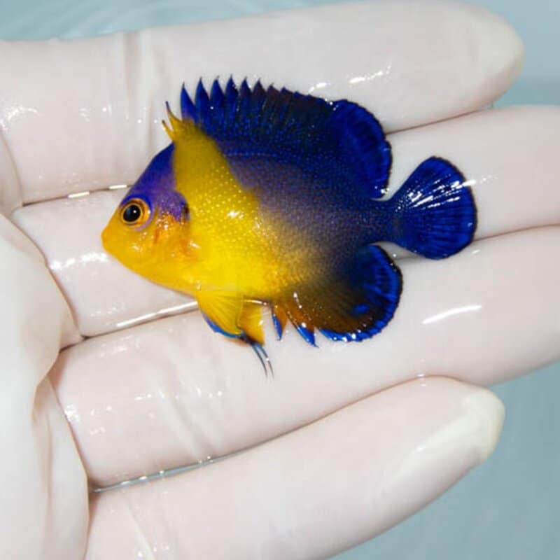 【現物029】スミレヤッコ 4.3cm±! 海水魚 ヤッコ 15時までのご注文で当日発送(t111