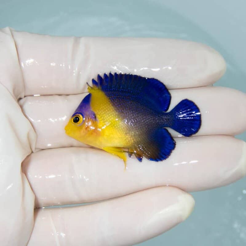 【現物030】スミレヤッコ 4.3cm±! 海水魚 ヤッコ 15時までのご注文で当日発送(t111