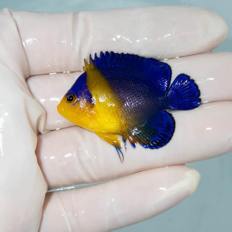 【現物031】スミレヤッコ 4.5cm±! 海水魚 ヤッコ 15時までのご注文で当日発送(t111