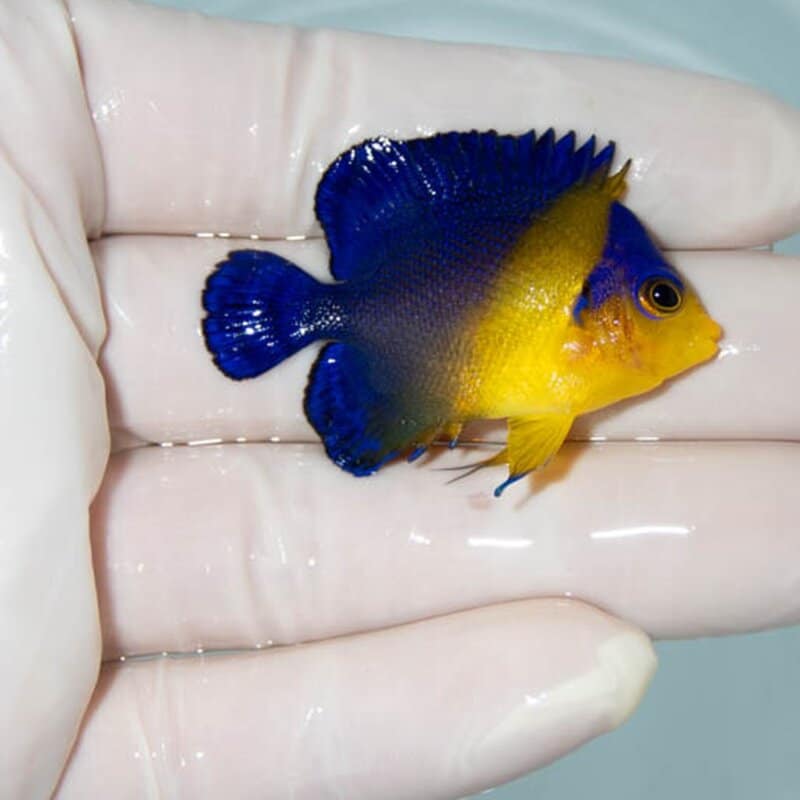 【現物032】スミレヤッコ 4.5cm±! 海水魚 ヤッコ 15時までのご注文で当日発送(t111