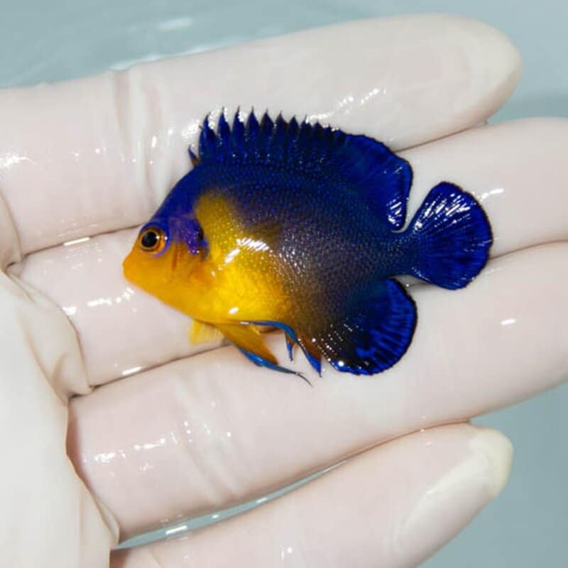 【現物033】スミレヤッコ 4.5cm±! 海水魚 ヤッコ 15時までのご注文で当日発送(t111