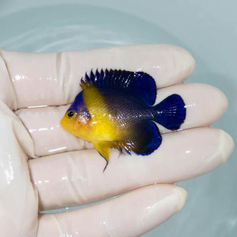 【現物034】スミレヤッコ 4.5cm±! 海水魚 ヤッコ 15時までのご注文で当日発送(t111