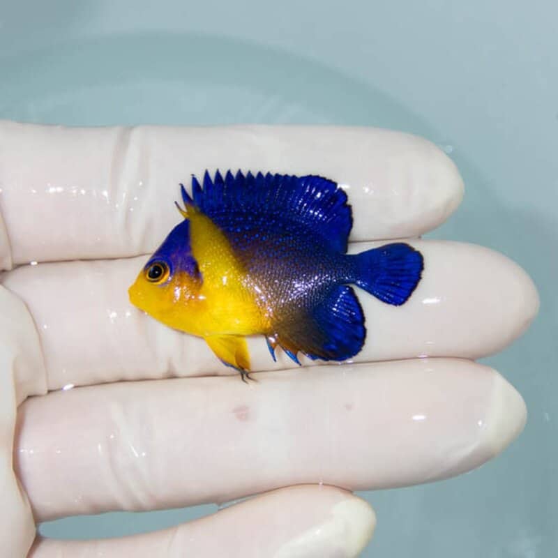【現物035】スミレヤッコ 4cm±! 海水魚 ヤッコ 15時までのご注文で当日発送(t111