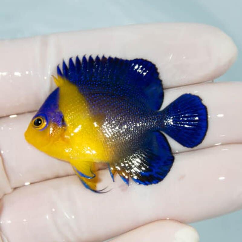【現物036】スミレヤッコ 4.7cm±! 海水魚 ヤッコ 15時までのご注文で当日発送(t111