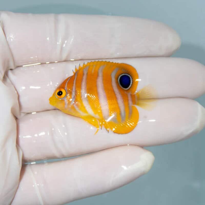【現物037】ニシキヤッコ 4cm±!海水魚 ヤッコ15時までのご注文で当日発送(t111(t207