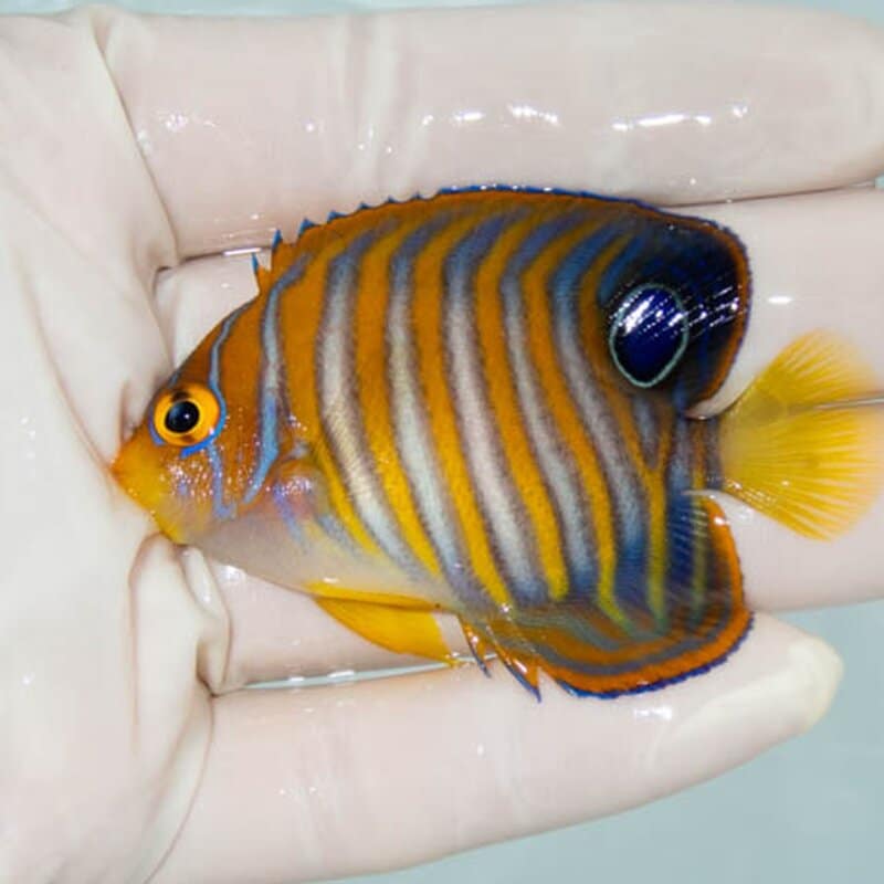 【現物038】ニシキヤッコ 6.5cm±!海水魚 ヤッコ15時までのご注文で当日発送(t111(t207