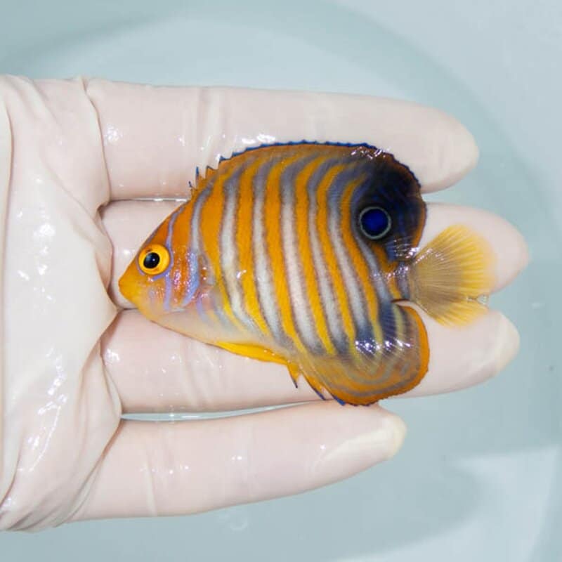 【現物039】ニシキヤッコ 6.5cm±!海水魚 ヤッコ15時までのご注文で当日発送(t111(t207