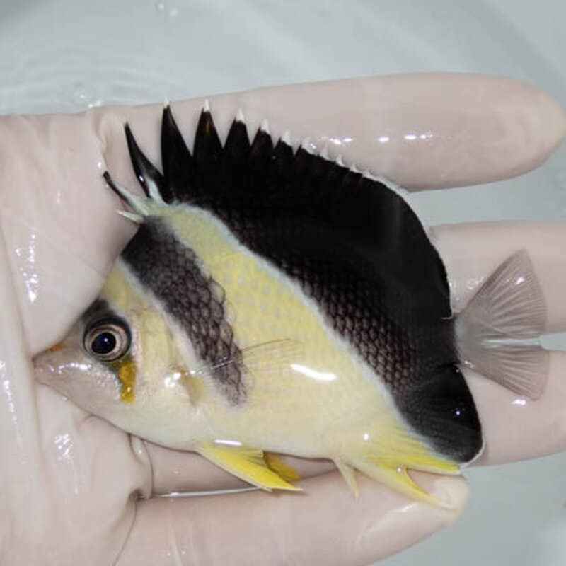 【現物040】バーゲスバタフライ 8cm±! 海水魚 チョウチョウウオ 15時までのご注文で当日発送(t114(t207