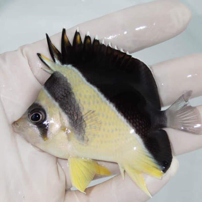 【現物041】バーゲスバタフライ 7.7cm±! 海水魚 チョウチョウウオ 15時までのご注文で当日発送(t114(t207