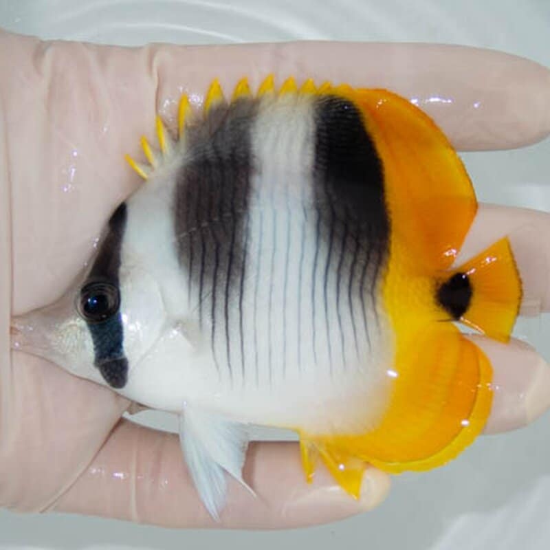 【現物042】スダレチョウ 9cm±!   海水魚 チョウチョウウオ  15時までのご注文で当日発送(t114(t207